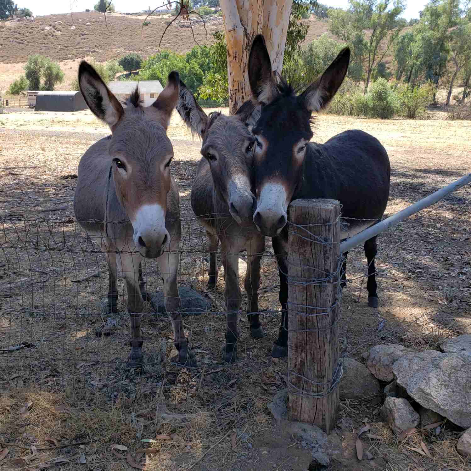 Hee Haw Place Donkey Rescue
